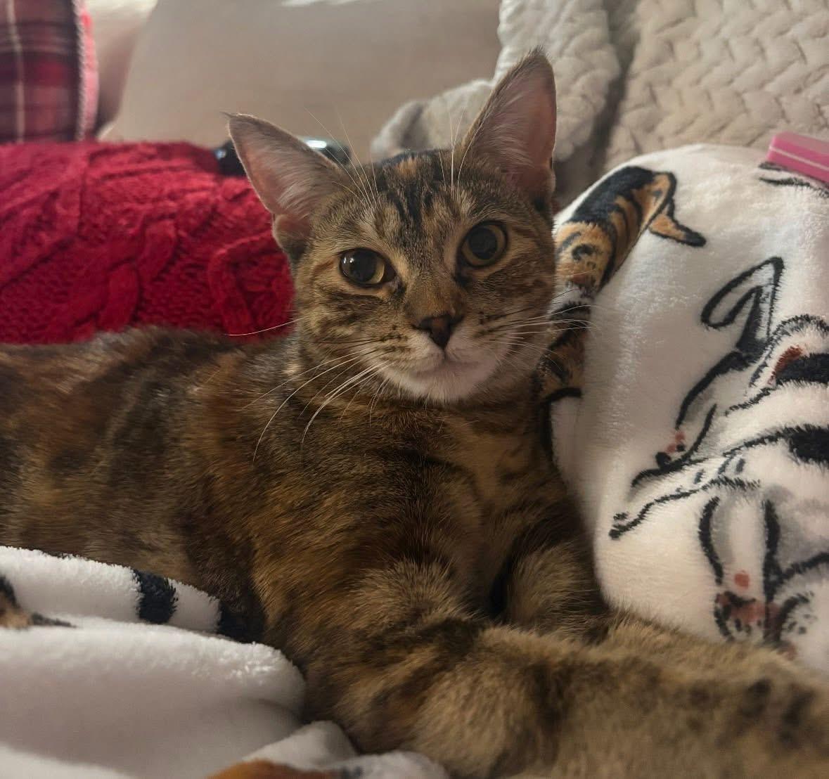 Enlarge Gemma ( Sweet , Affectionate and lovable$, an adopted Domestic Short Hair in Staten Island, NY image 2/6