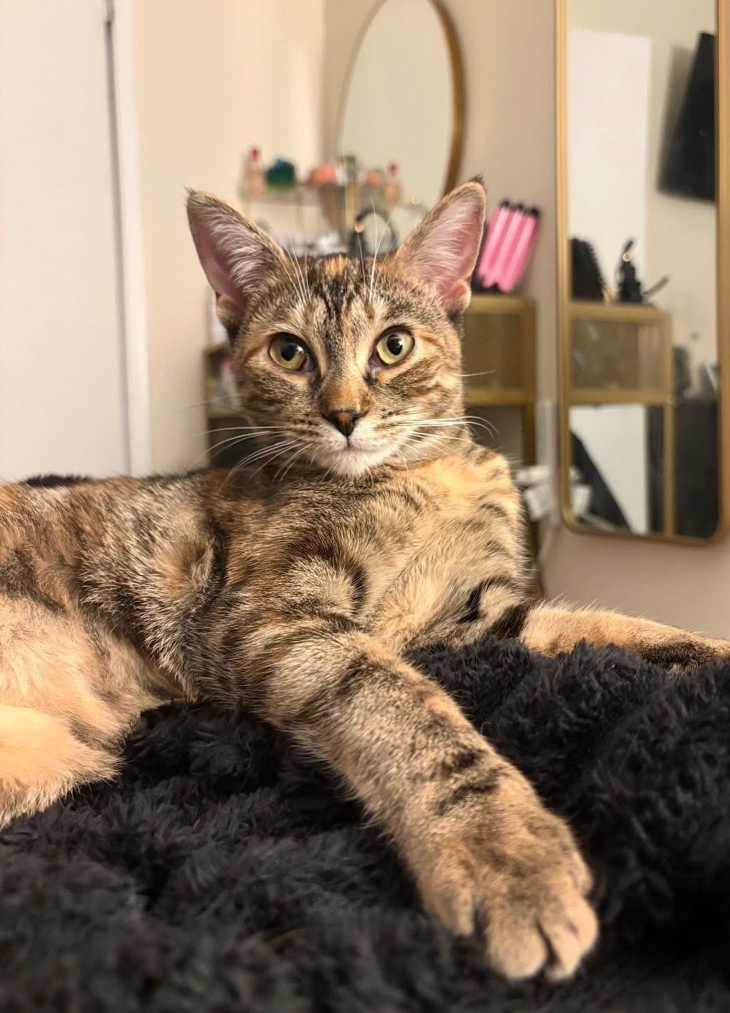 Enlarge Gemma ( Sweet , Affectionate and lovable$, an adopted Domestic Short Hair in Staten Island, NY image 1/6