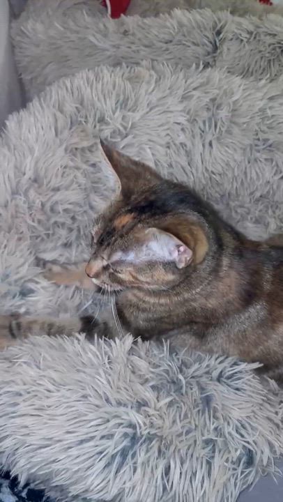 Enlarge Gemma ( Sweet , Affectionate and lovable$, an adopted Domestic Short Hair in Staten Island, NY video 6/6