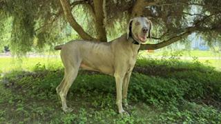 Enlarge JoJo - Courtesy Post, a Adoptable Weimaraner in Groton, CT image 3/3