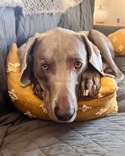 JoJo - Courtesy Post, Adoptable, Senior Male Weimaraner.