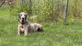 Enlarge JoJo - Courtesy Post, a Adoptable Weimaraner in Groton, CT image 2/3
