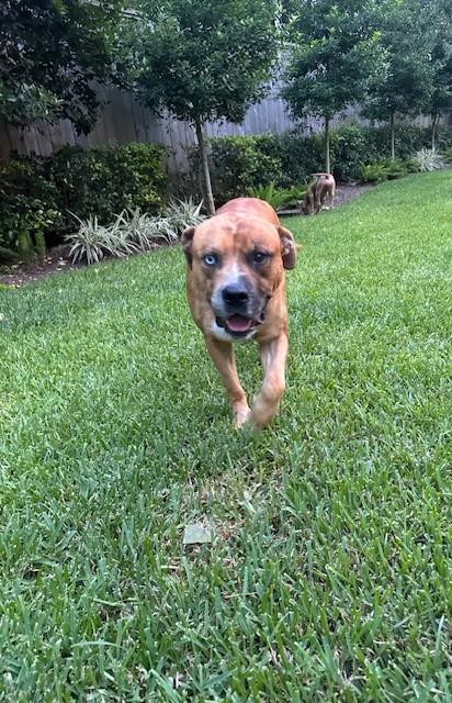 George - (OR), an adopted mixed breed in Portland, OR image 3/6