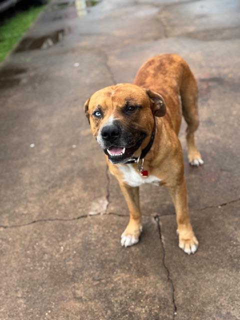 George - (OR), an adopted mixed breed in Portland, OR image 4/6