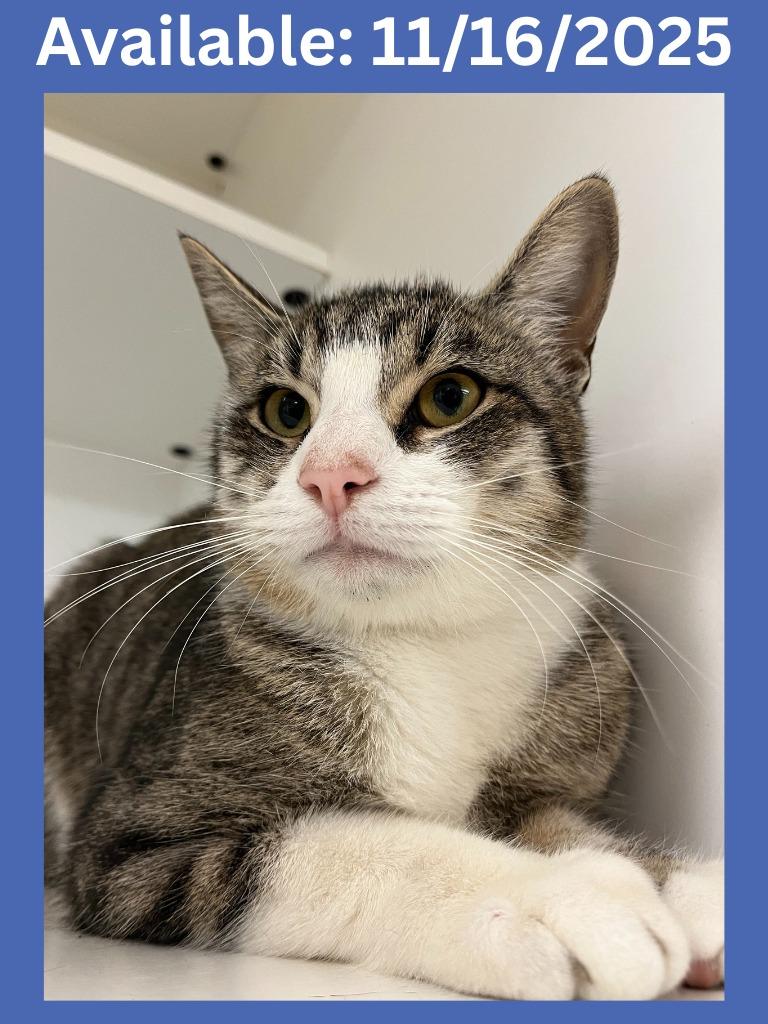 Enlarge Cat Condo #16 Roy, a Adoptable mixed breed in Greenville, TX image 1/6