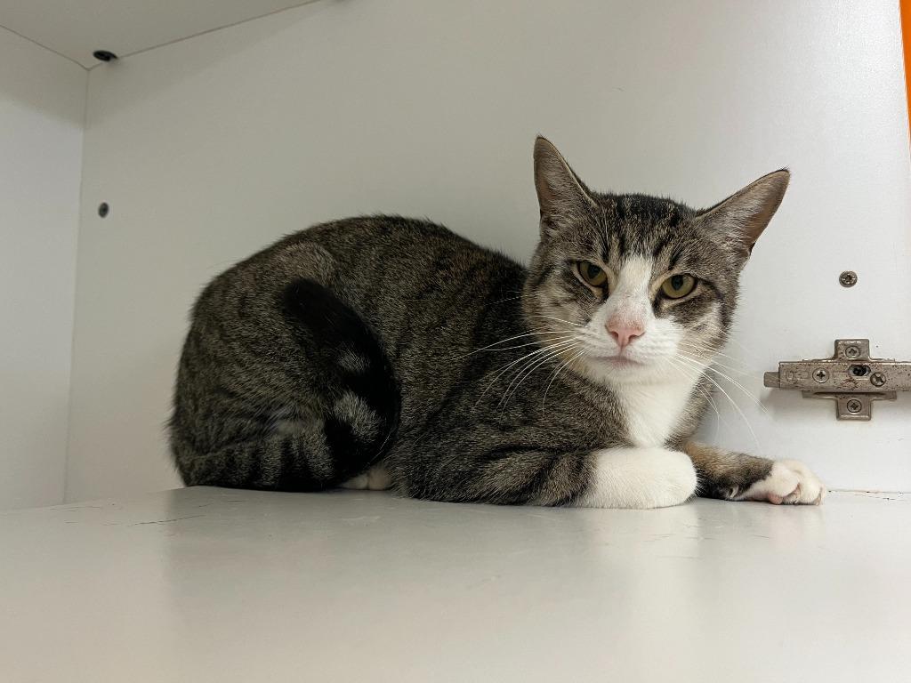 Enlarge Cat Condo #16 Roy, a Adoptable mixed breed in Greenville, TX image 2/6