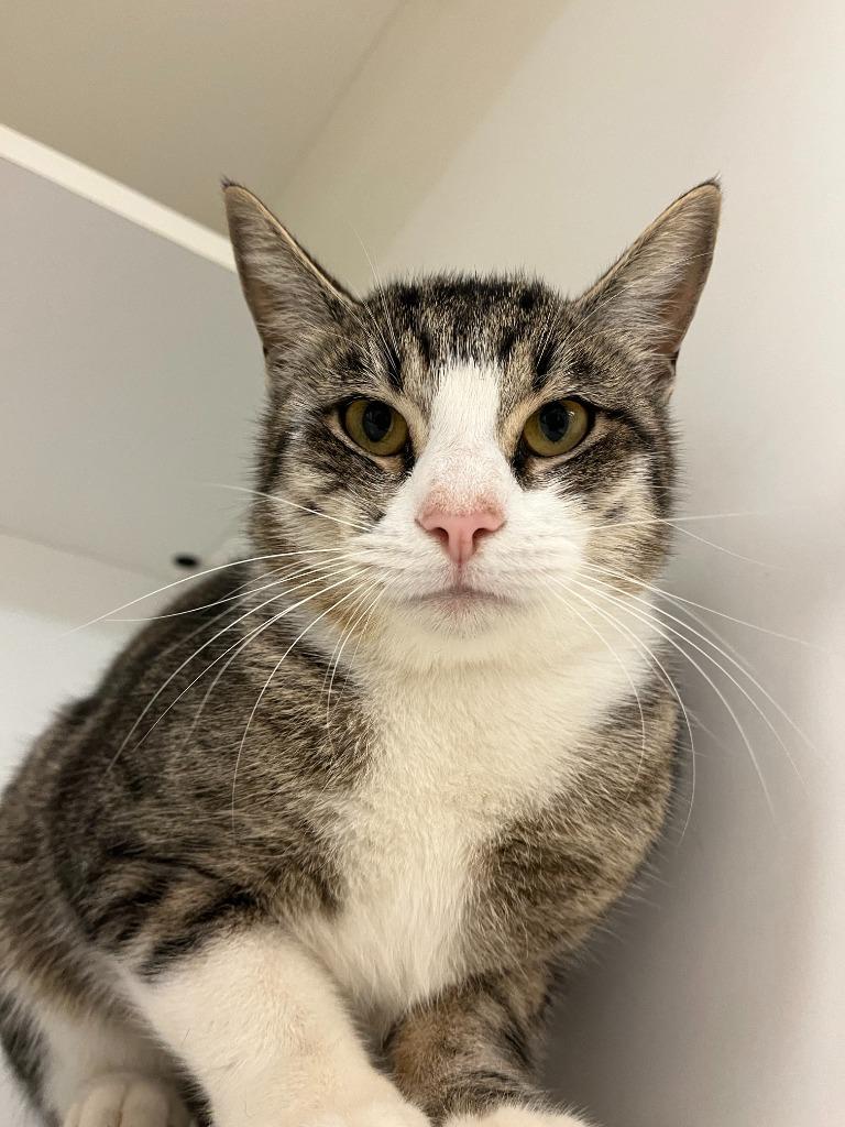 Enlarge Cat Condo #16 Roy, a Adoptable mixed breed in Greenville, TX image 3/6