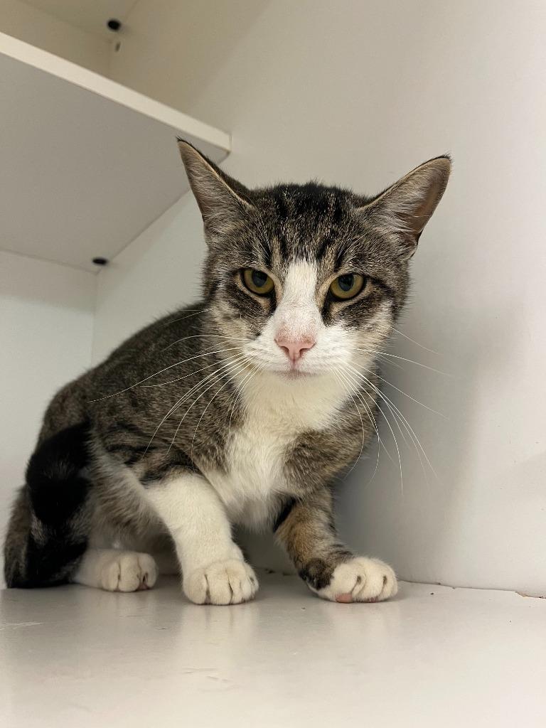 Enlarge Cat Condo #16 Roy, a Adoptable mixed breed in Greenville, TX image 4/6