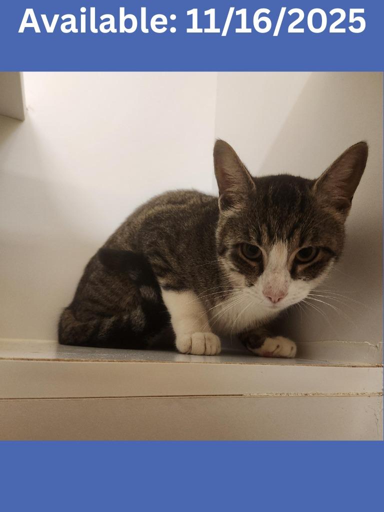 Enlarge Cat Condo #16 Roy, a Adoptable mixed breed in Greenville, TX image 5/6