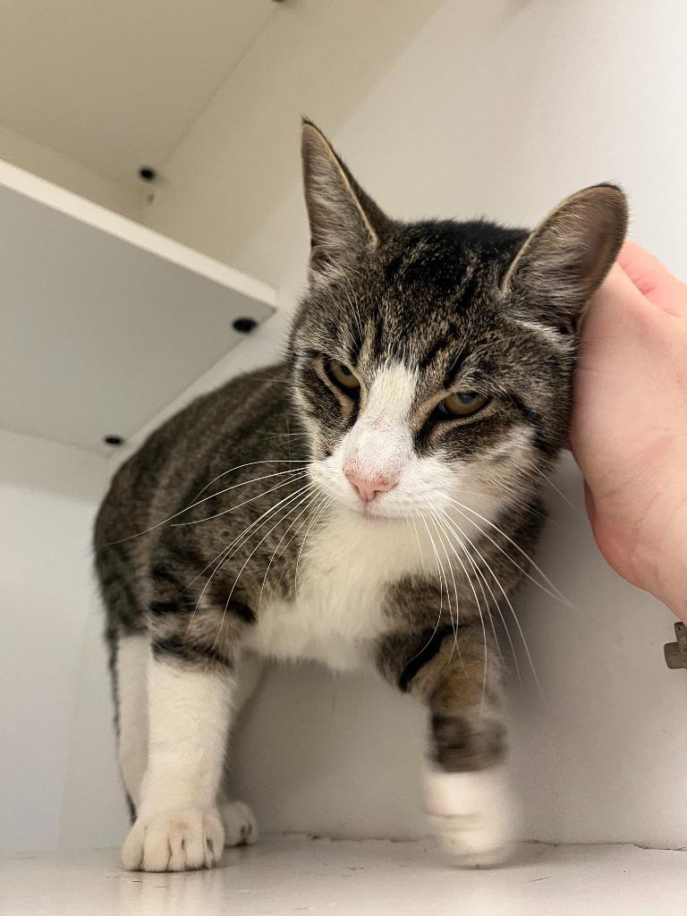 Enlarge Cat Condo #16 Roy, a Adoptable mixed breed in Greenville, TX image 6/6