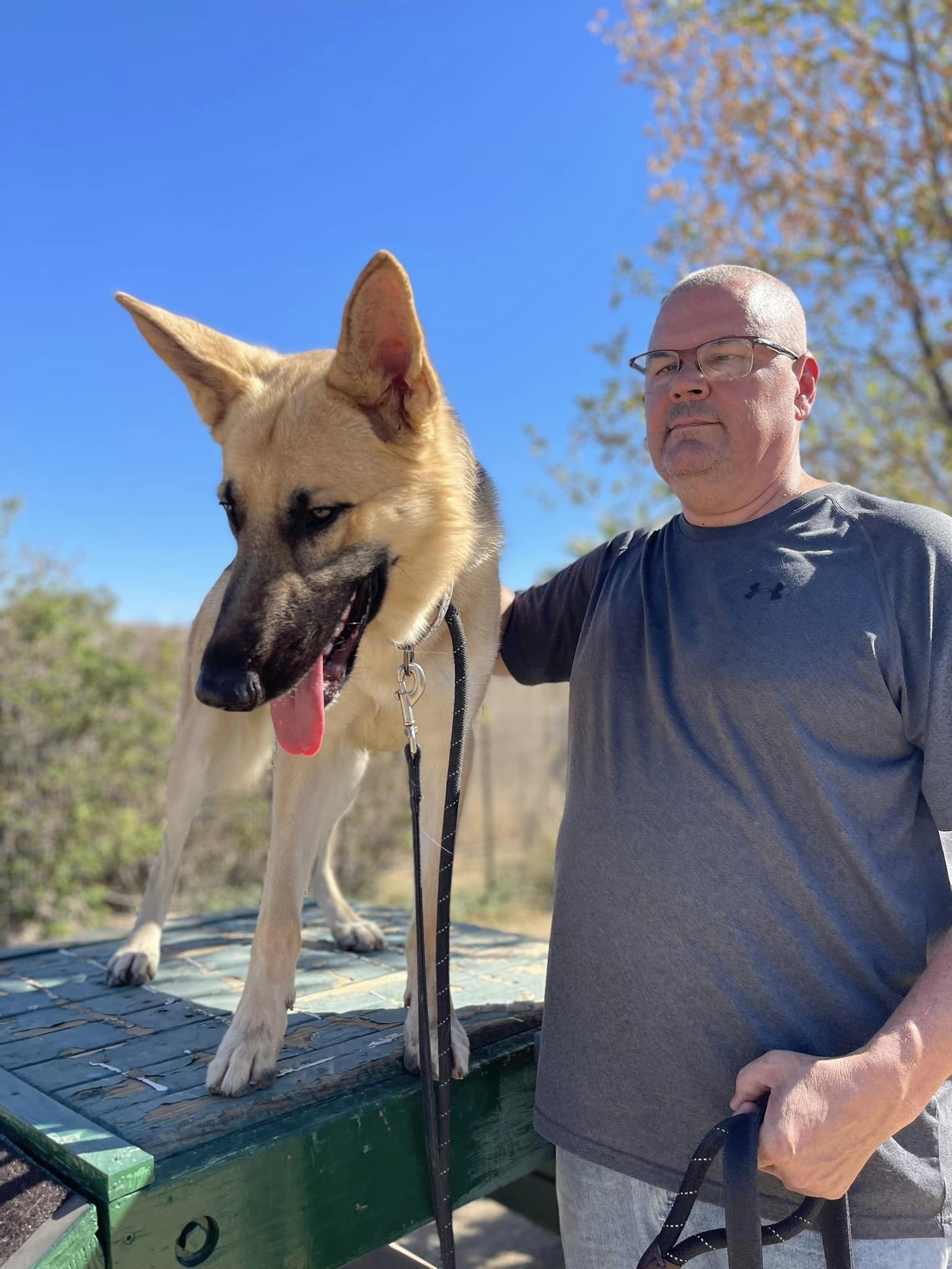 Bruce, a Adoptable German Shepherd Dog in Glendale, AZ image 1/5