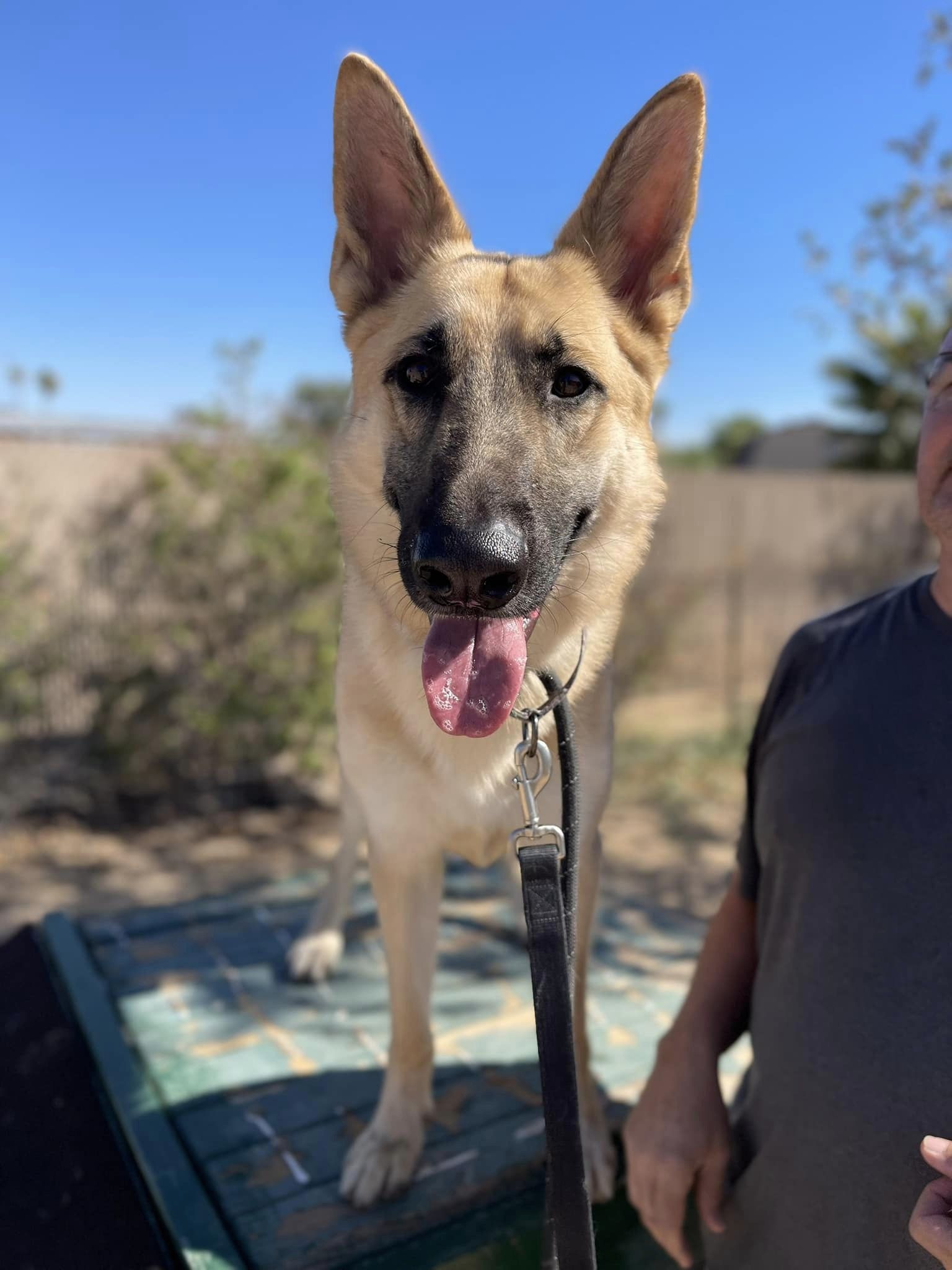 Bruce, a Adoptable German Shepherd Dog in Glendale, AZ image 2/5