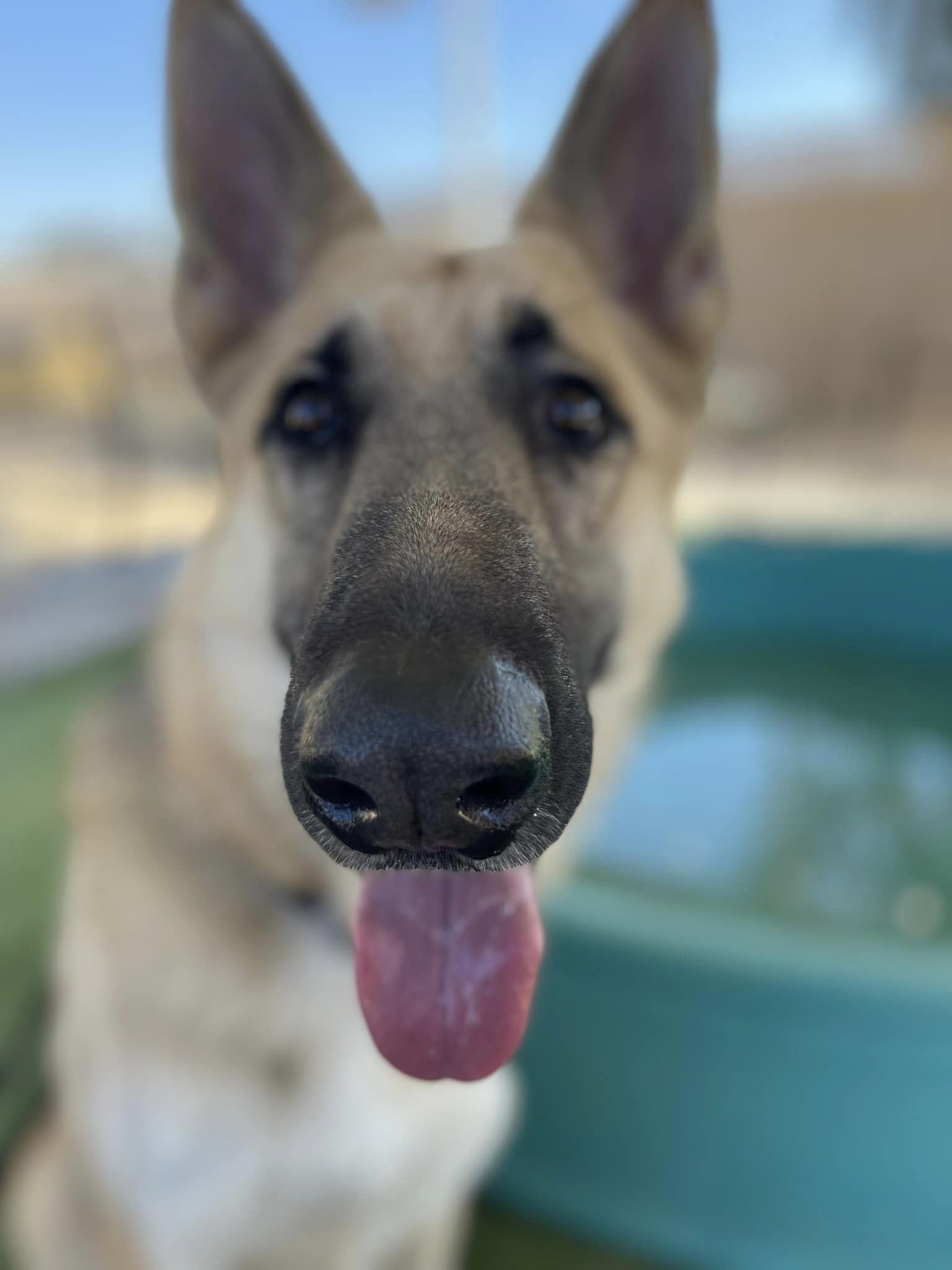 Bruce, a Adoptable German Shepherd Dog in Glendale, AZ image 3/5
