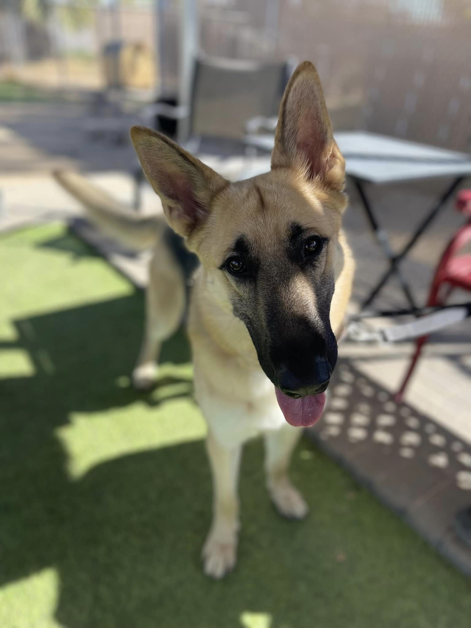 Bruce, a Adoptable German Shepherd Dog in Glendale, AZ image 4/5