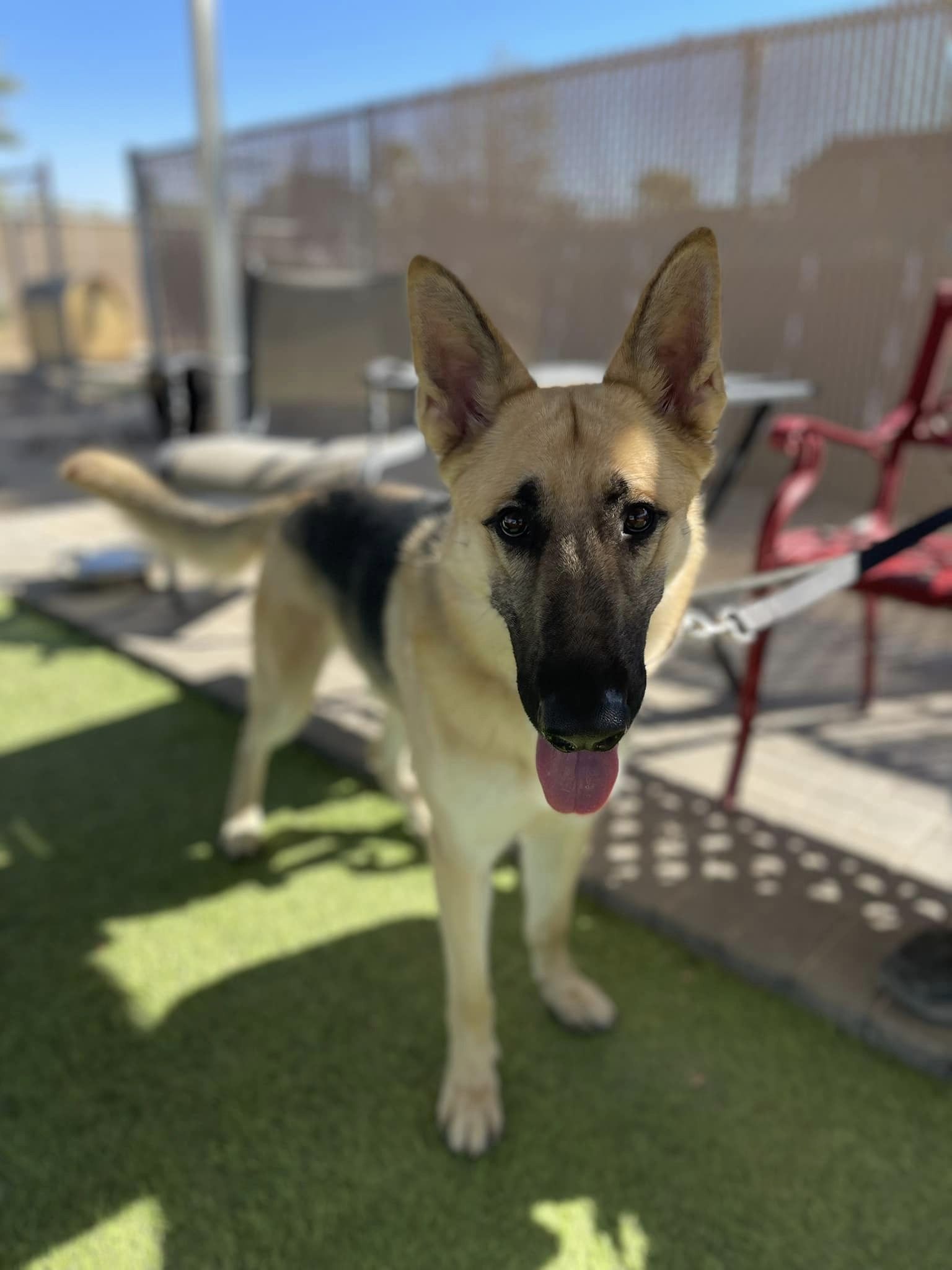 Bruce, a Adoptable German Shepherd Dog in Glendale, AZ image 5/5