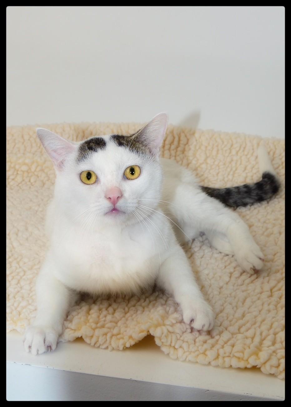 Enlarge Bradbury, a ADOPTABLE mixed breed in San Andreas, CA image 1/1