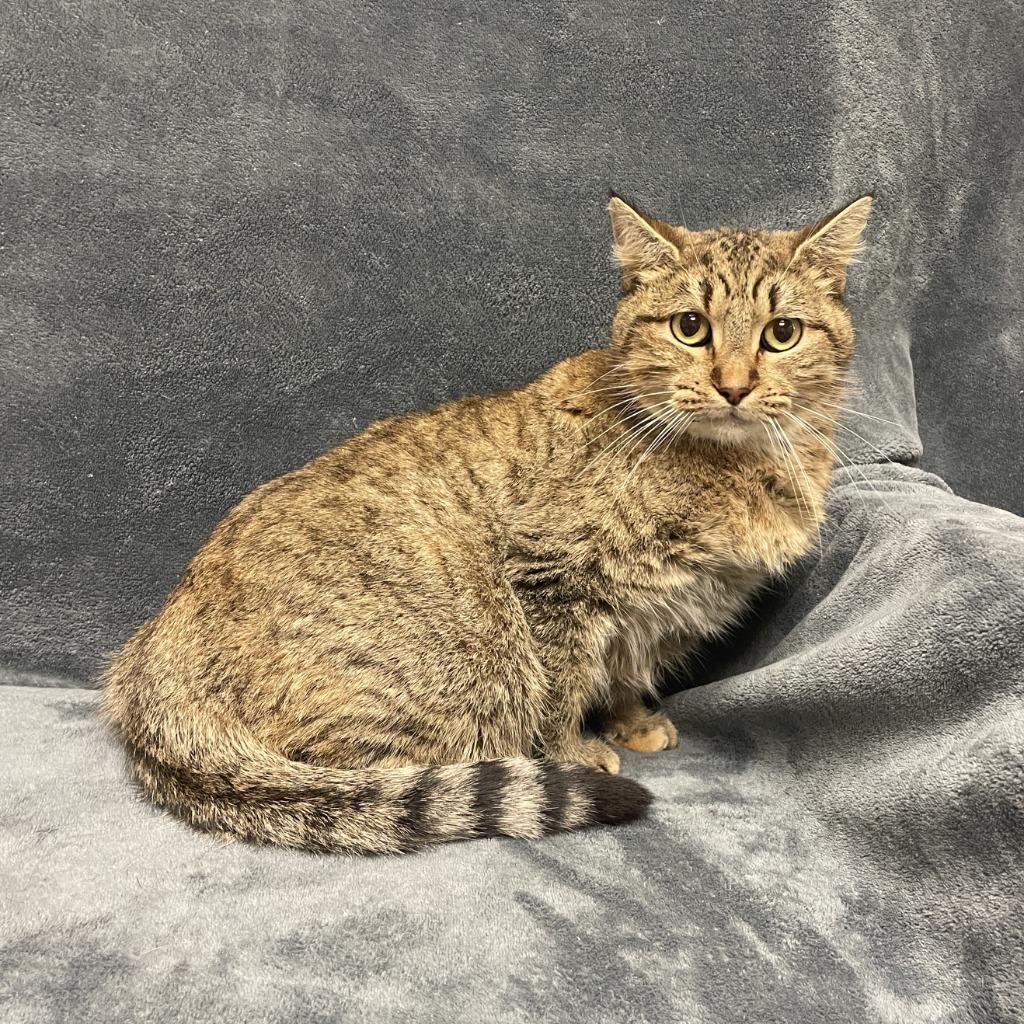 Enlarge Mimi, a Adoptable mixed breed in Brenham, TX image 4/6