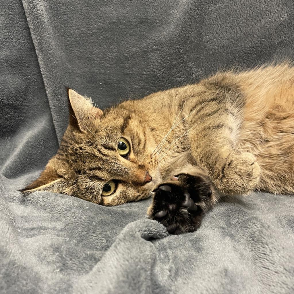 Enlarge Mimi, a Adoptable mixed breed in Brenham, TX image 2/6