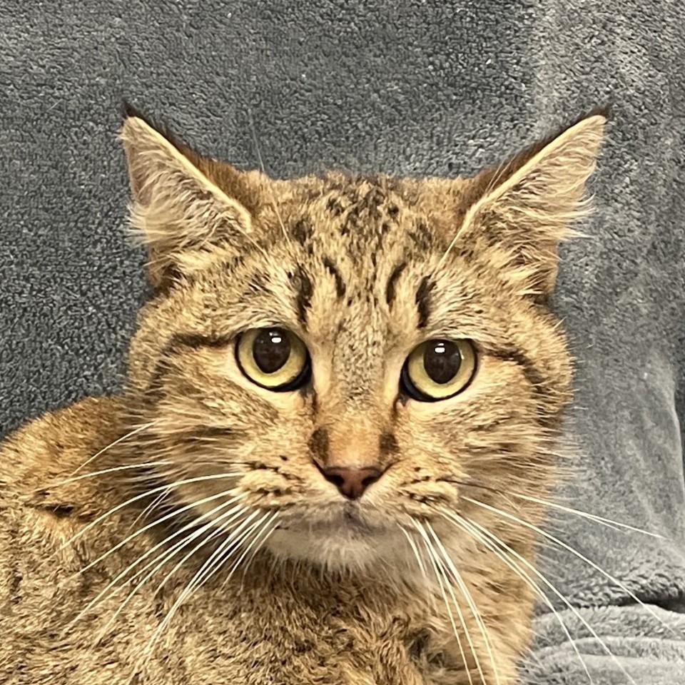 Mimi, Adoptable, Adult Female Domestic Short Hair.