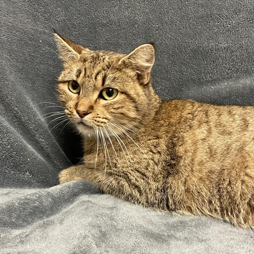 Enlarge Mimi, a Adoptable mixed breed in Brenham, TX image 5/6