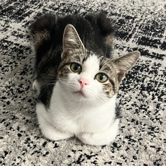 Blossom, Adoptable, Kitten Female Domestic Short Hair & American Shorthair.