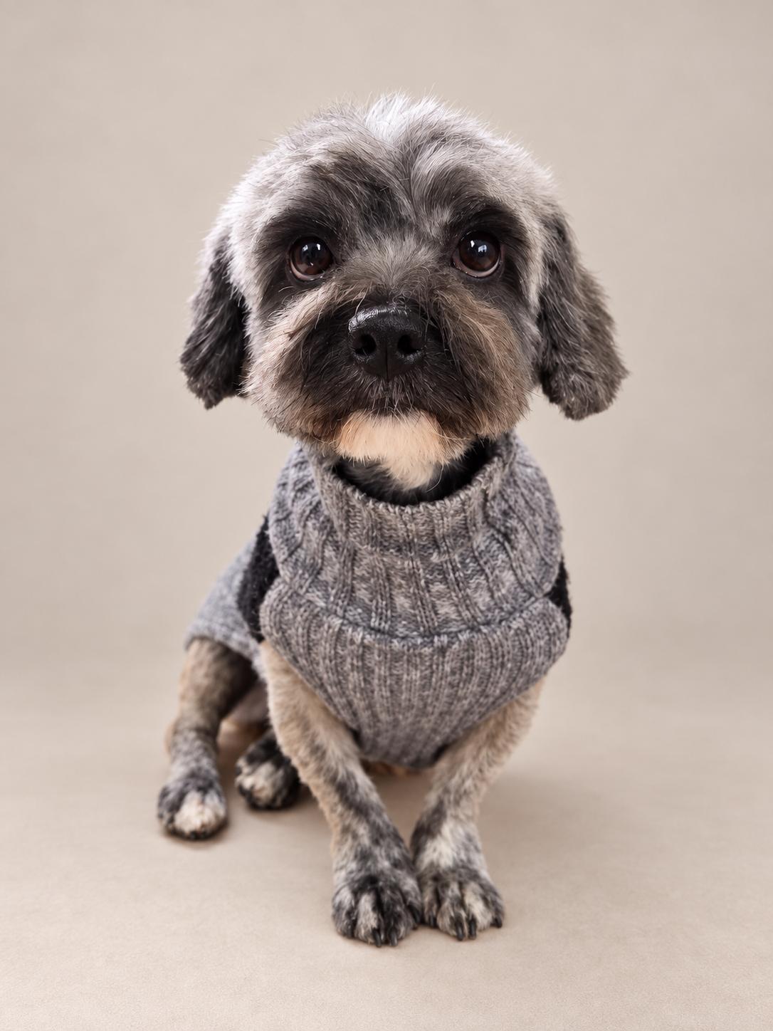 Christopher Columbus, Adopted, Adult Male Havanese & Maltese.