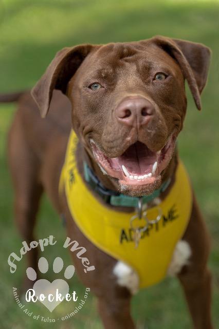 Enlarge Bubba, a Adoptable Pit Bull Terrier in Tulsa, OK image 1/6