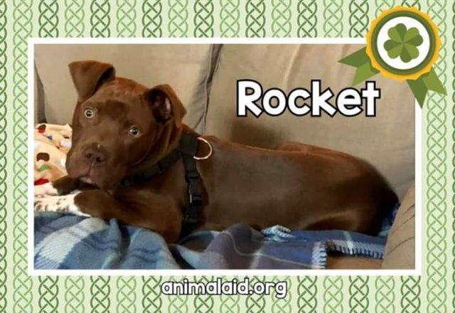 Enlarge Bubba, a Adoptable Pit Bull Terrier in Tulsa, OK image 2/6