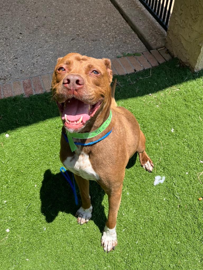 Enlarge Bubba, a Adoptable Pit Bull Terrier in Tulsa, OK image 3/6