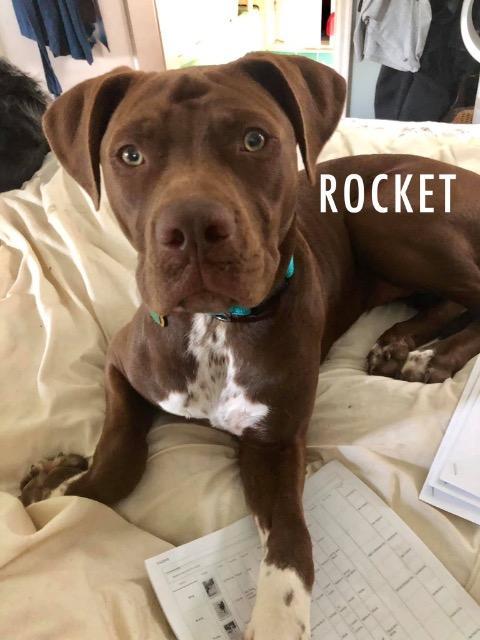 Enlarge Bubba, a Adoptable Pit Bull Terrier in Tulsa, OK image 3/6