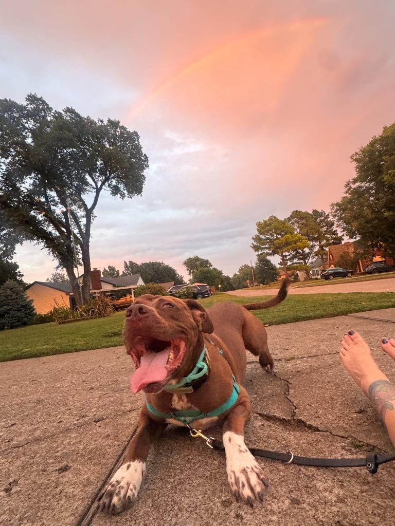 Enlarge Bubba, a Adoptable Pit Bull Terrier in Tulsa, OK image 4/6