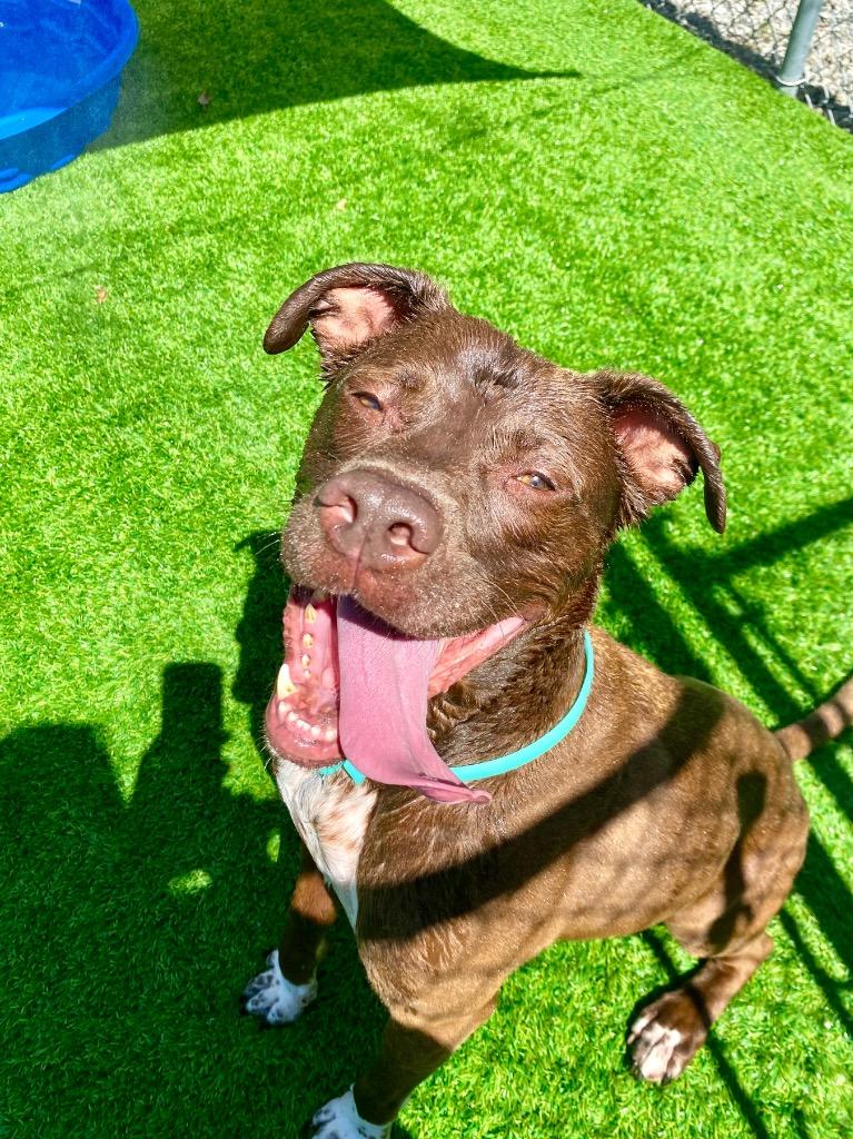 Enlarge Bubba, a Adoptable Pit Bull Terrier in Tulsa, OK image 4/6