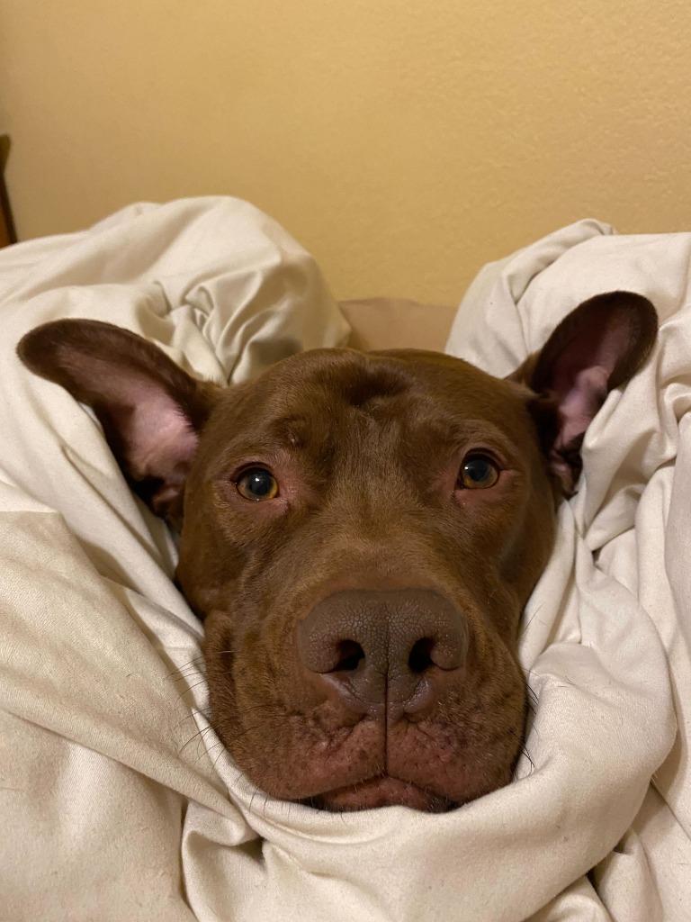 Bubba, Adoptable, Adult Male Pit Bull Terrier.