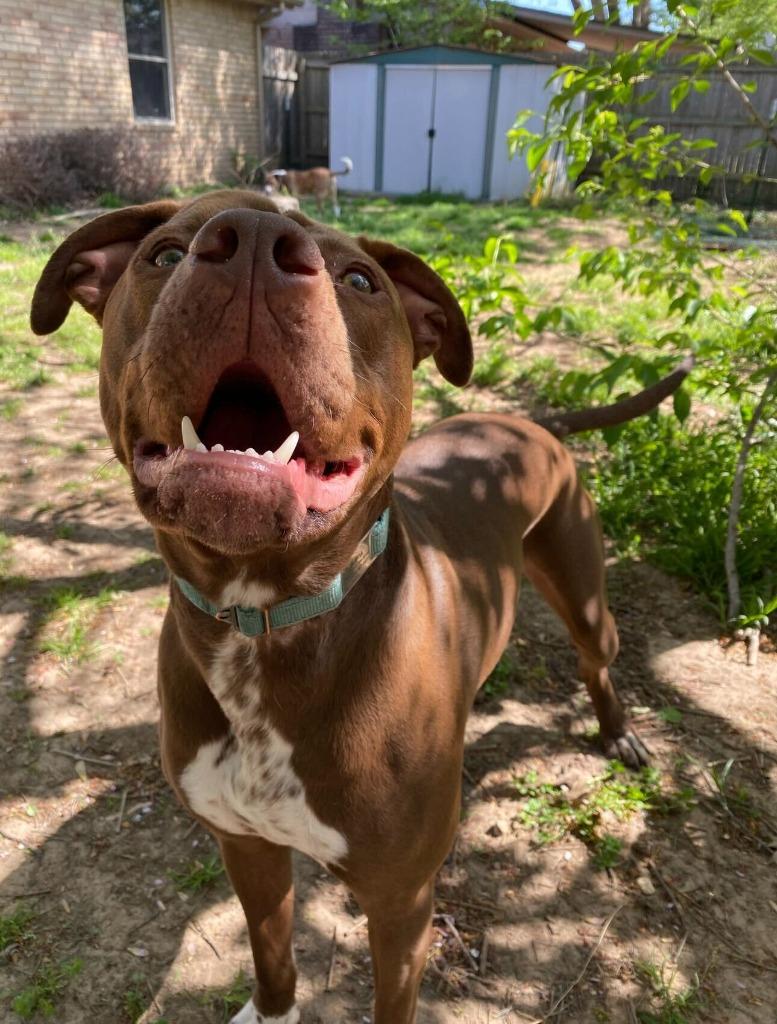 Enlarge Bubba, a Adoptable Pit Bull Terrier in Tulsa, OK image 6/6