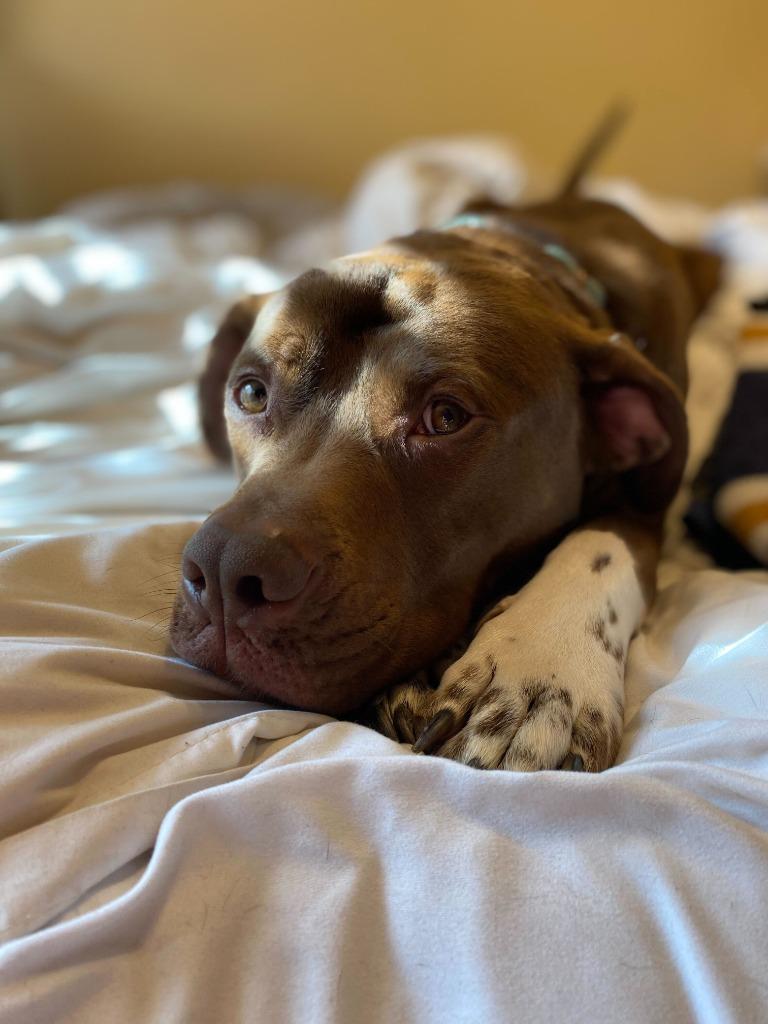 Enlarge Bubba, a Adoptable Pit Bull Terrier in Tulsa, OK image 4/6