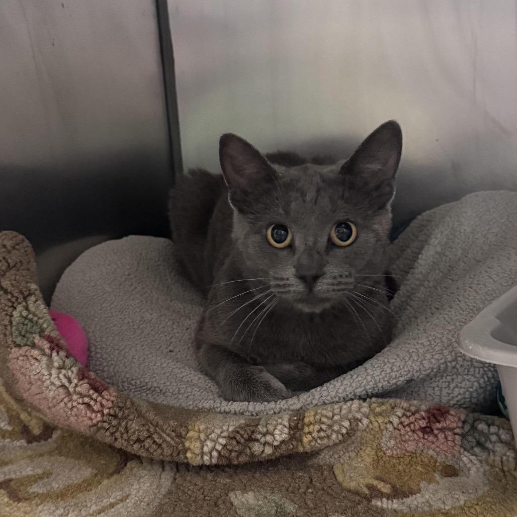 Enlarge Ballerina, a Adoptable Domestic Short Hair in South Haven, MI image 1/1