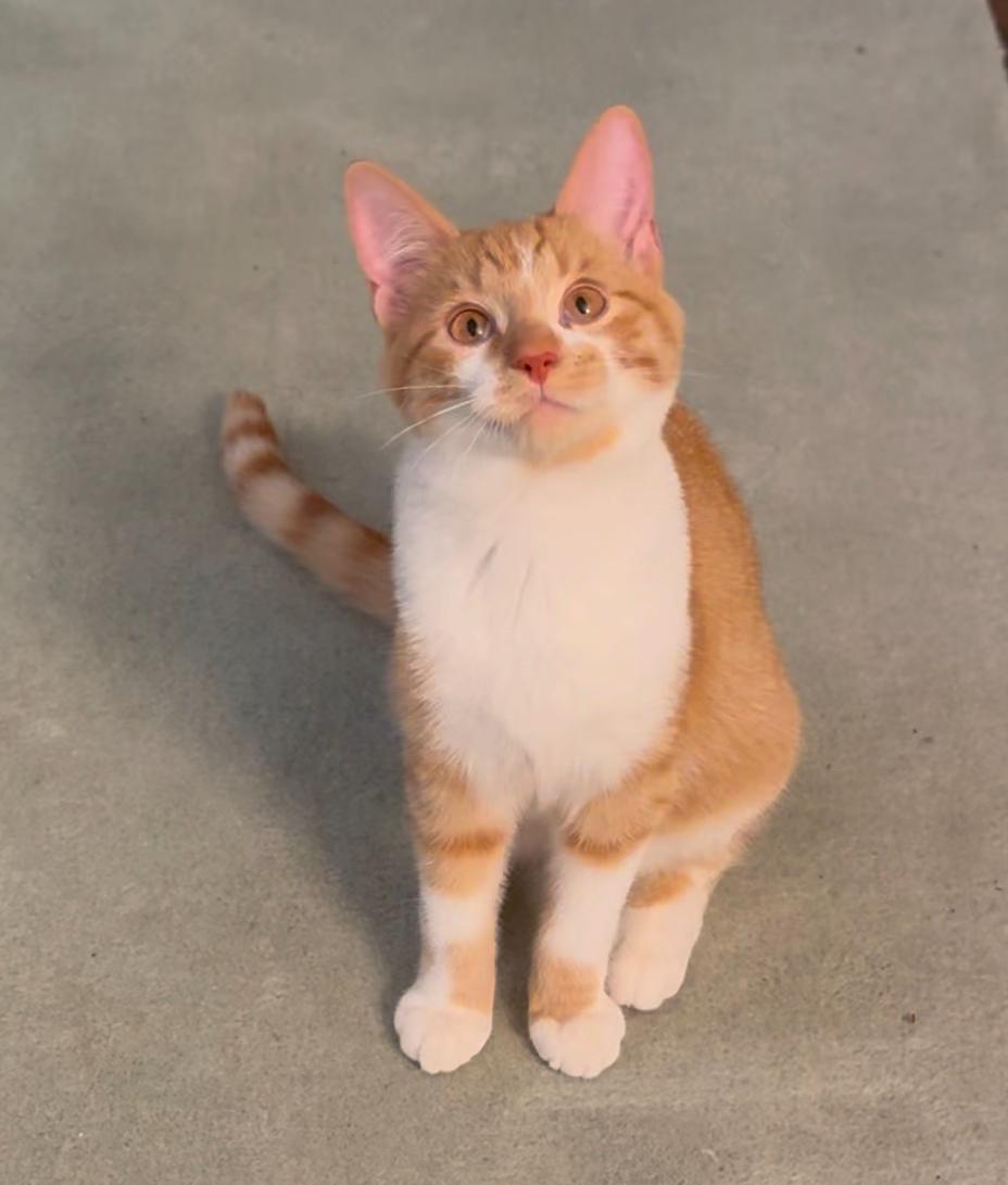 Enlarge Triton, a Adopted Domestic Short Hair in Brighton, MI image 1/6