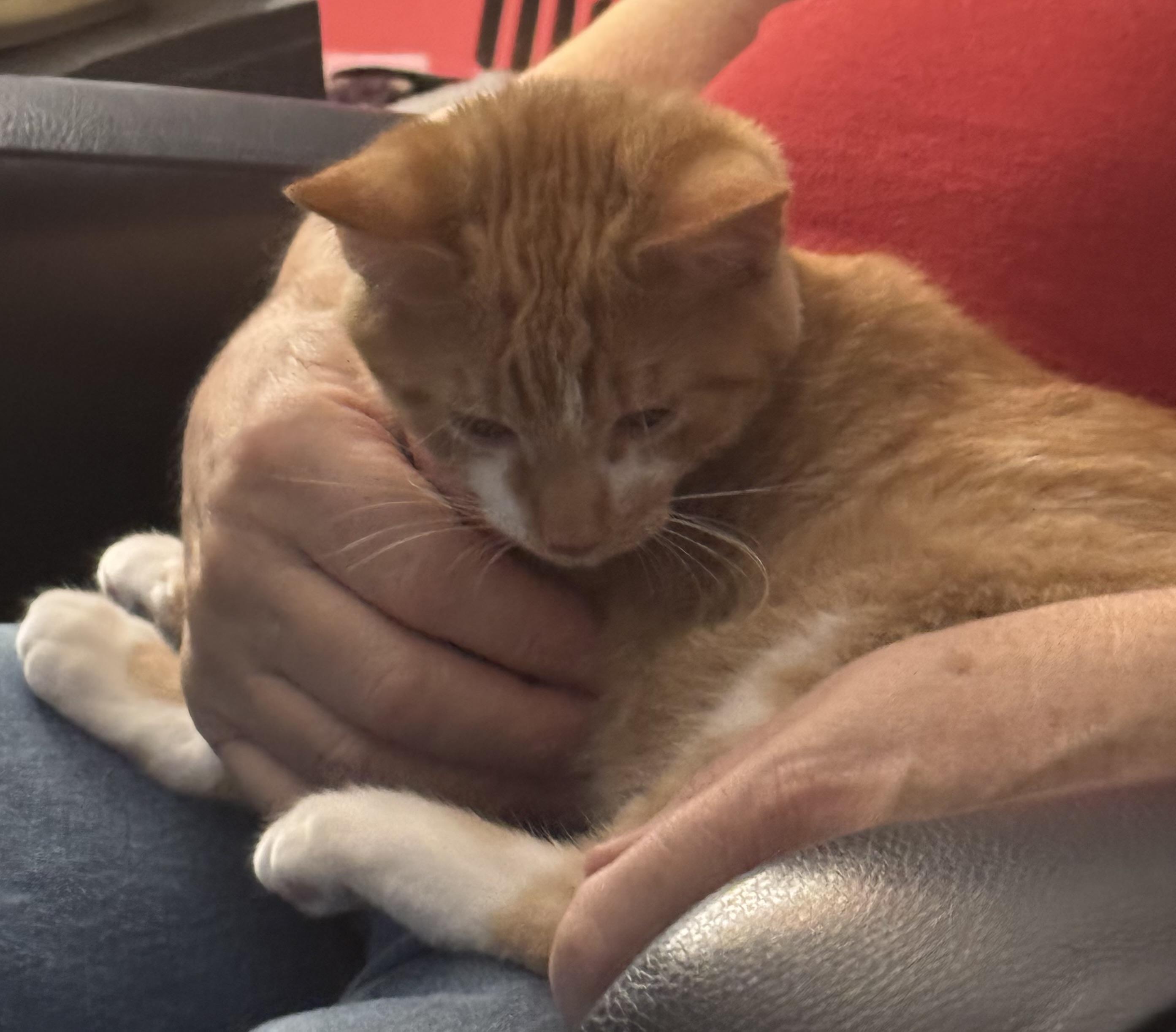 Enlarge Triton, a Adopted Domestic Short Hair in Brighton, MI image 4/6