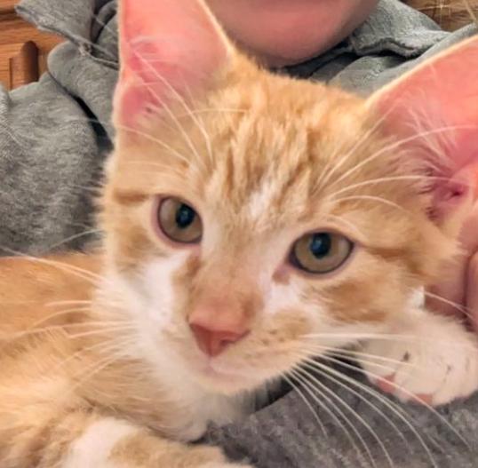 Enlarge Triton, a Adopted Domestic Short Hair in Brighton, MI image 5/6