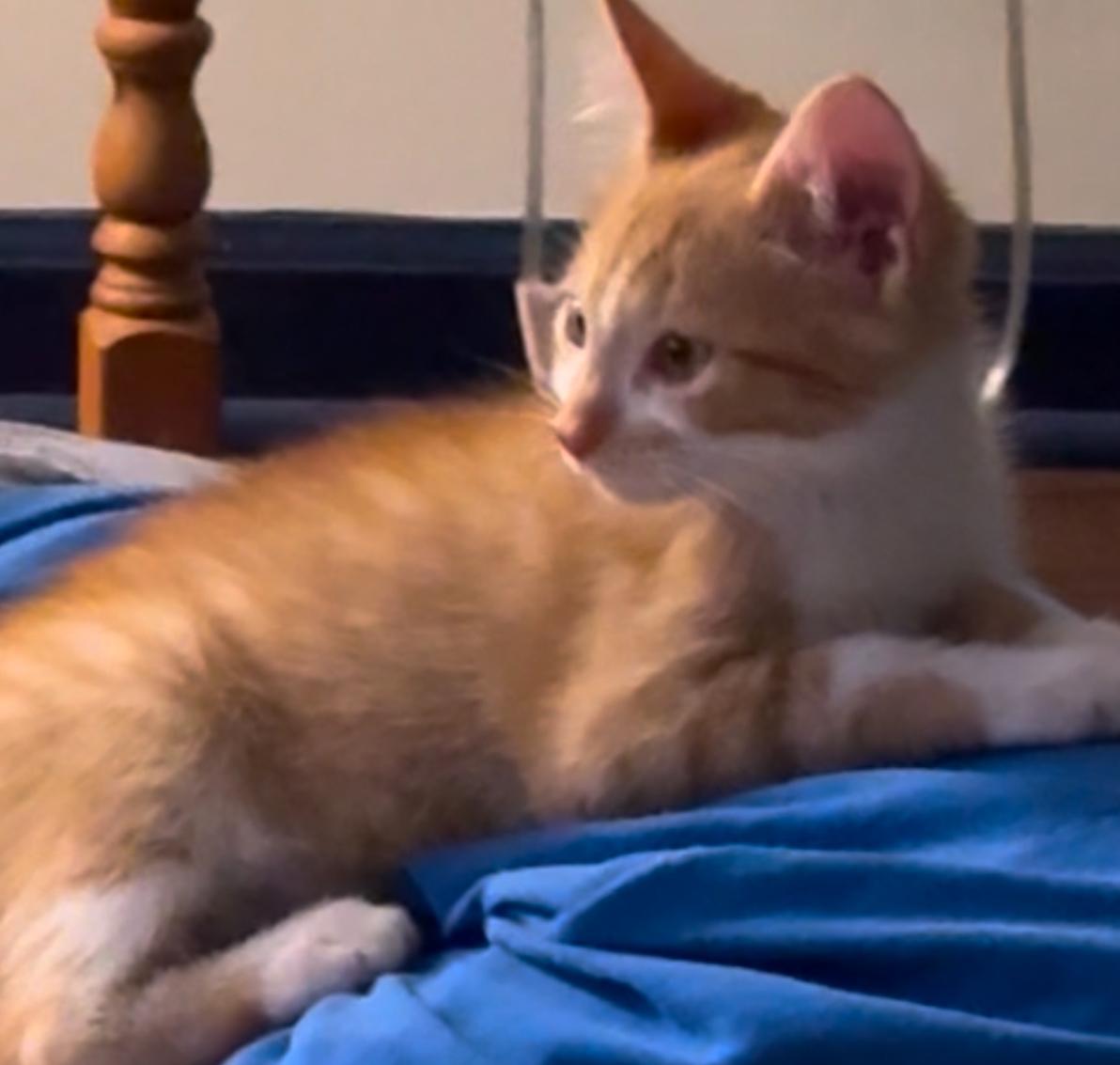 Triton, a Adopted Domestic Short Hair in Brighton, MI image 4/6