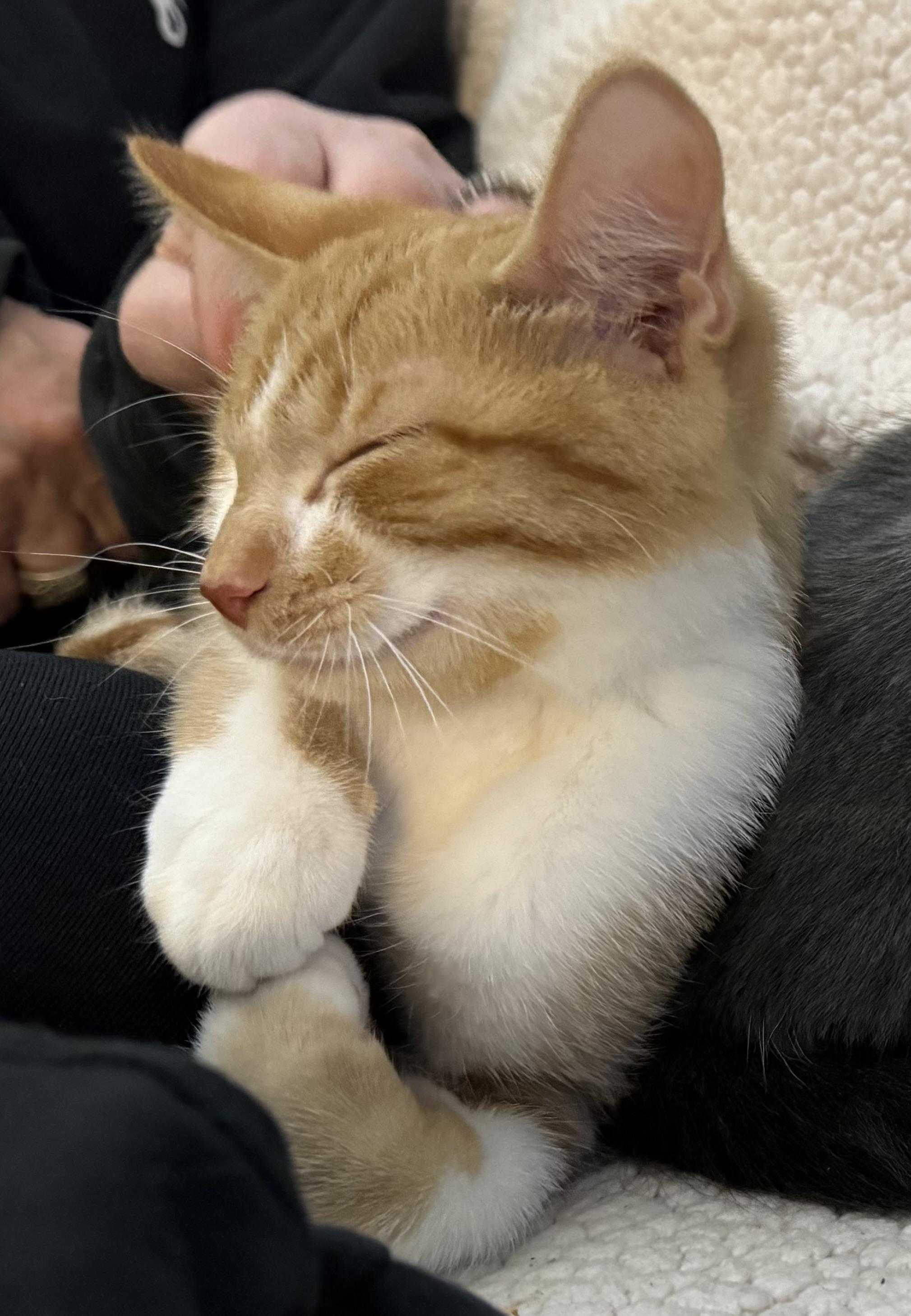Triton, Adopted, Young Male Domestic Short Hair.