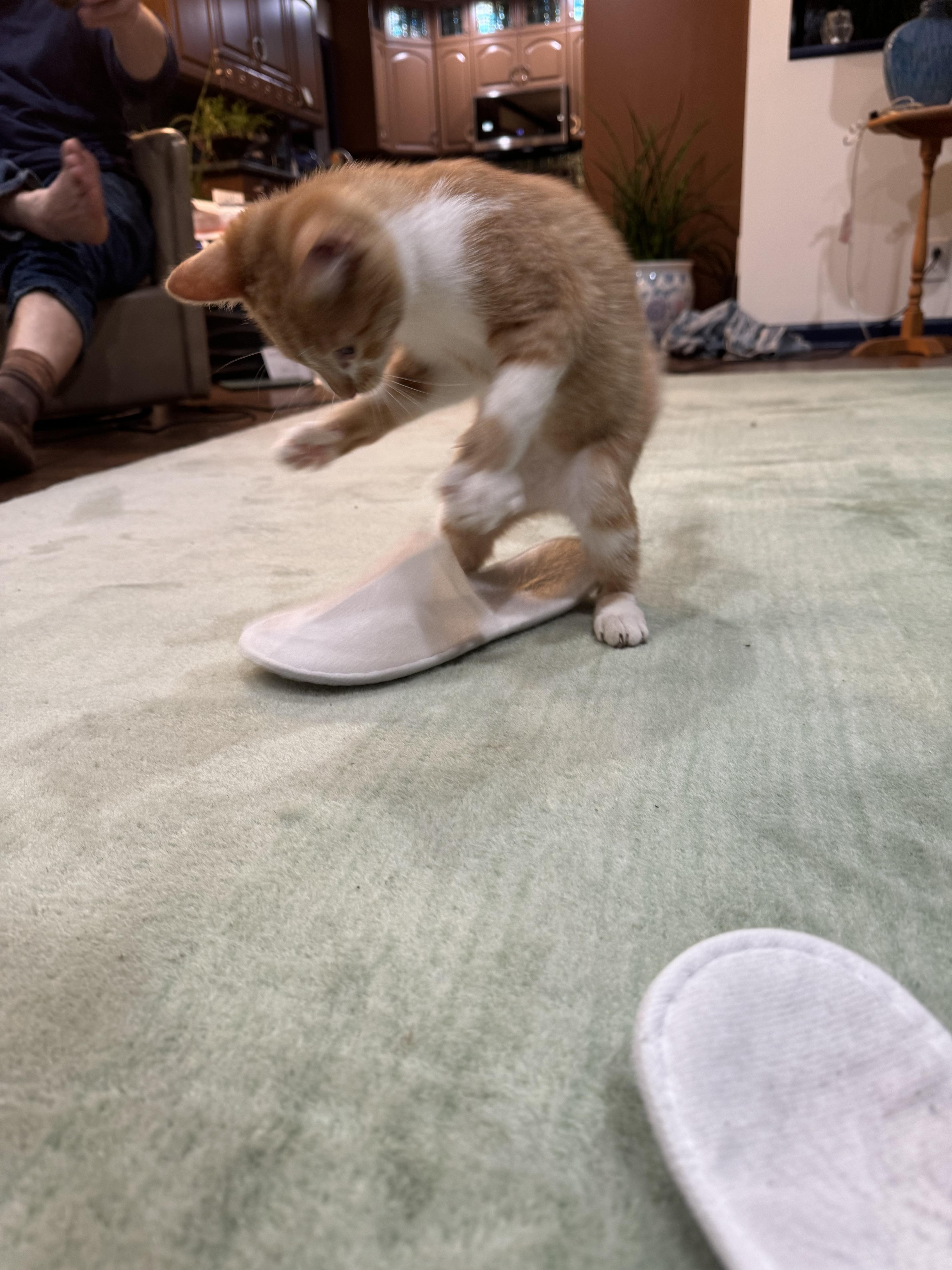 Triton, a Adopted Domestic Short Hair in Brighton, MI image 6/6