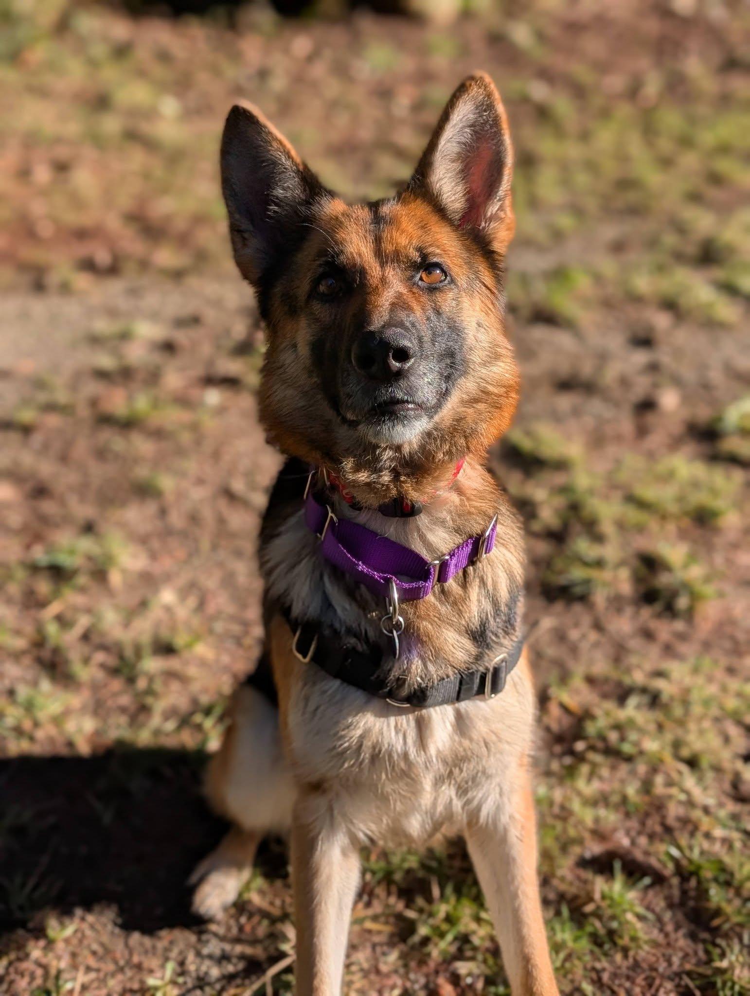 Enlarge Lexi, an adopted German Shepherd Dog in Bellingham, WA image 1/6