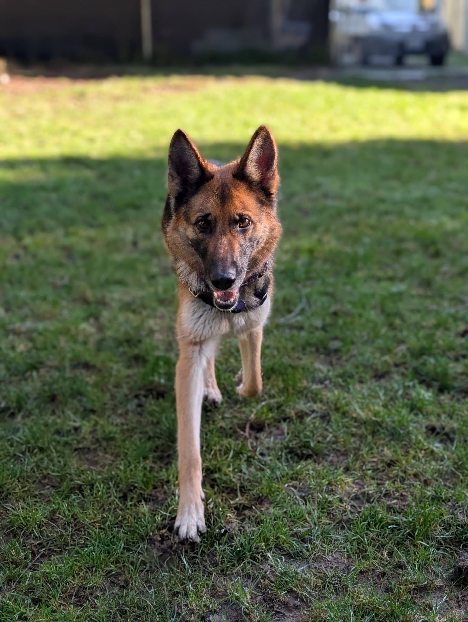Enlarge Lexi, an adopted German Shepherd Dog in Bellingham, WA image 4/6