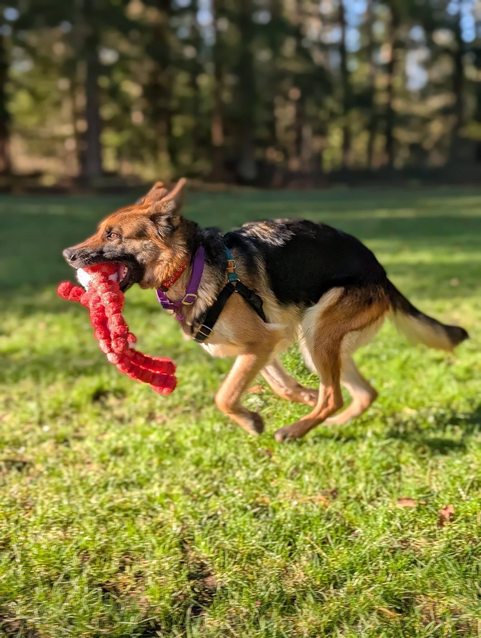 Enlarge Lexi, an adopted German Shepherd Dog in Bellingham, WA image 6/6
