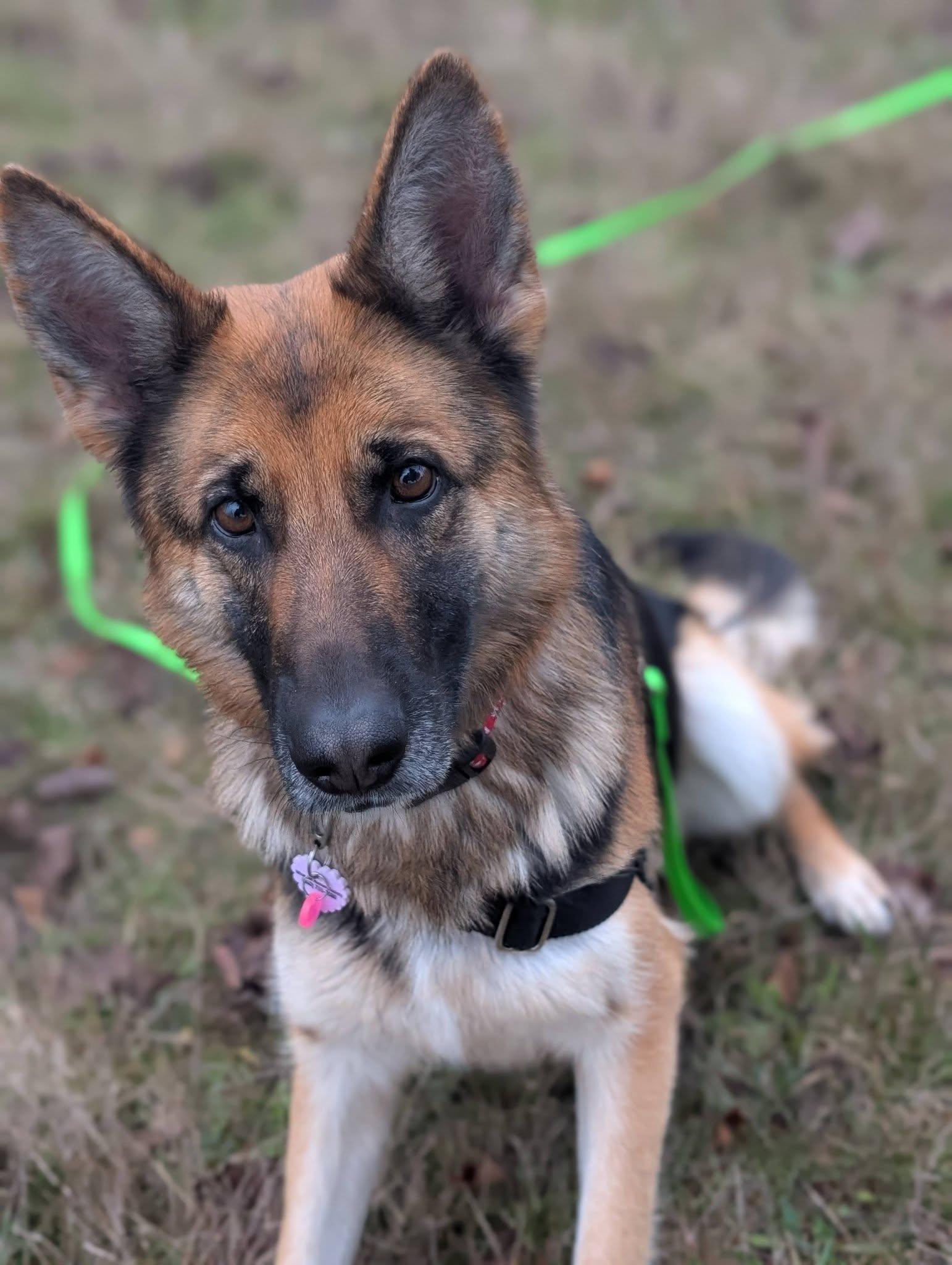 Lexi, Adoptable, Adult Female German Shepherd Dog.
