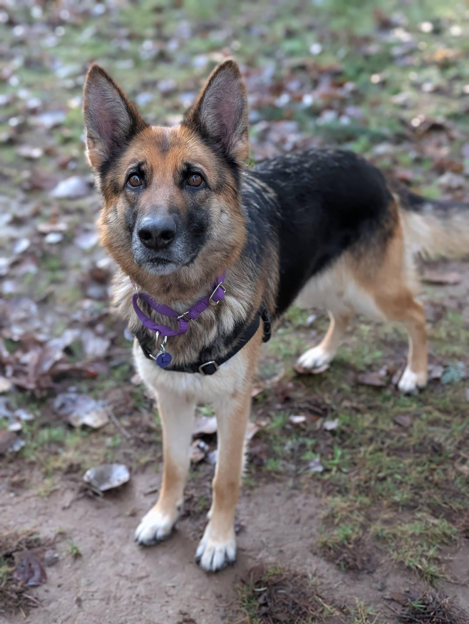 Enlarge Lexi, an adopted German Shepherd Dog in Bellingham, WA image 5/6
