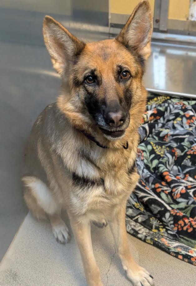 Lexi, a Adoptable German Shepherd Dog in Bellingham, WA image 1/2