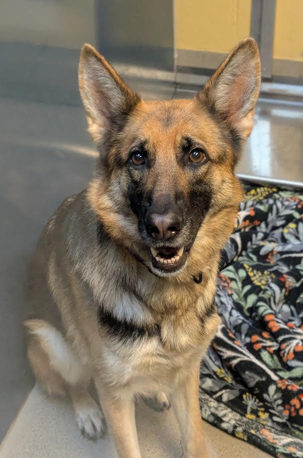 Lexi, a Adoptable German Shepherd Dog in Bellingham, WA image 2/2