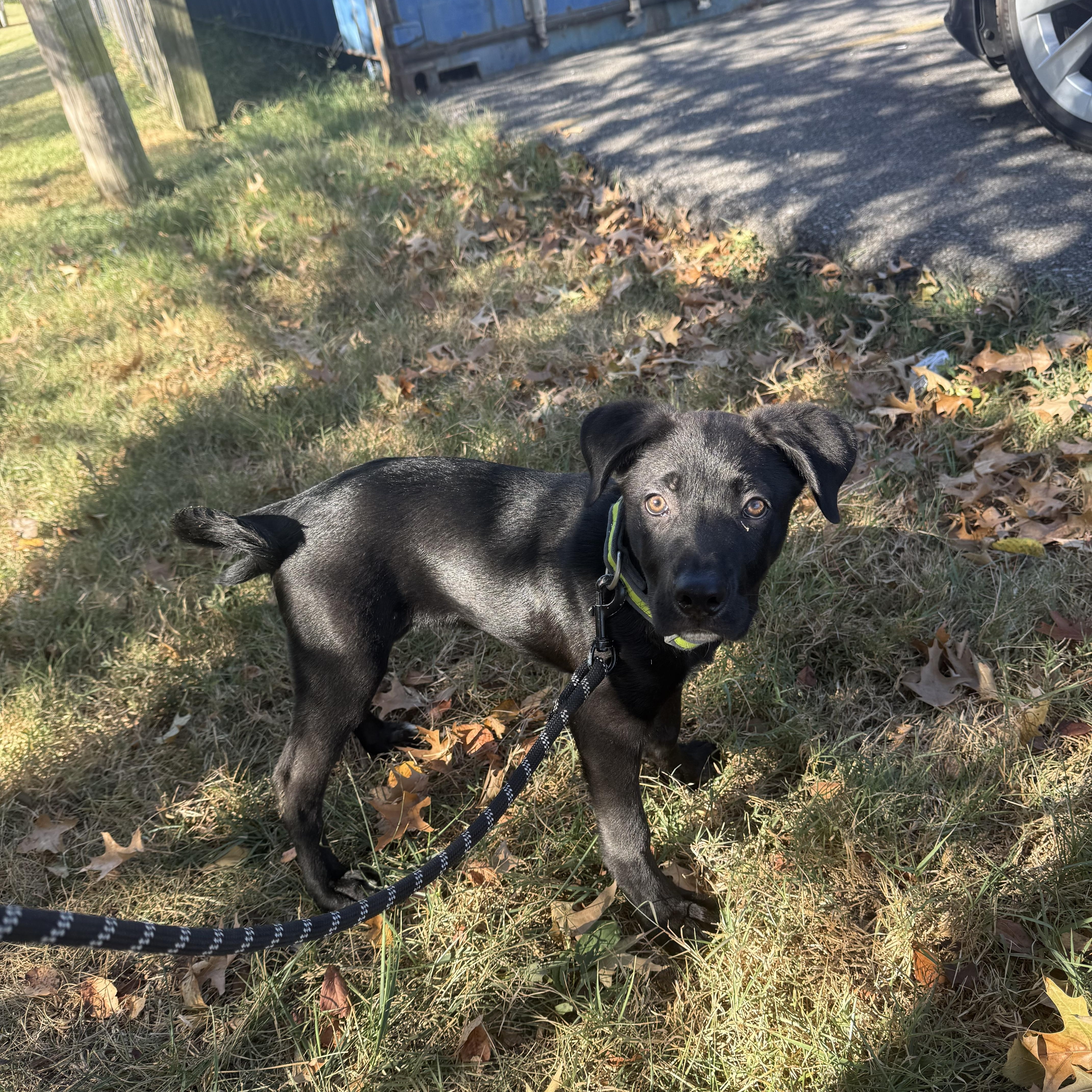 Enlarge Kronk, a Adoptable Mixed Breed in Hendersonville, TN image 1/1